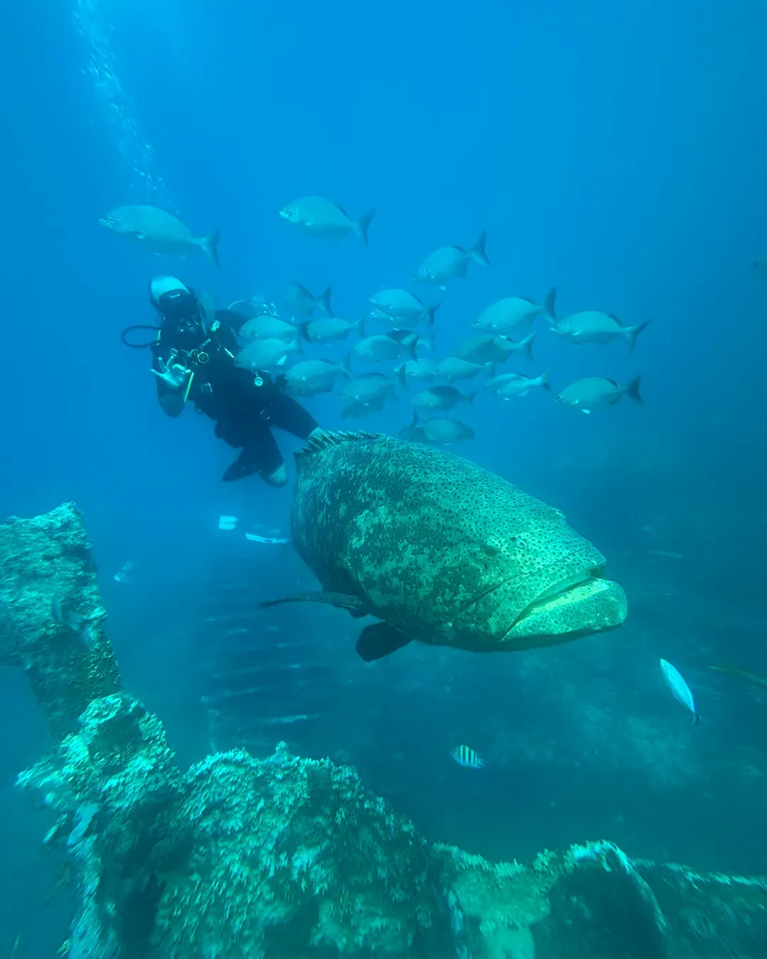 Why Sea Dwellers is the Best Dive Center to Explore the Local Reefs