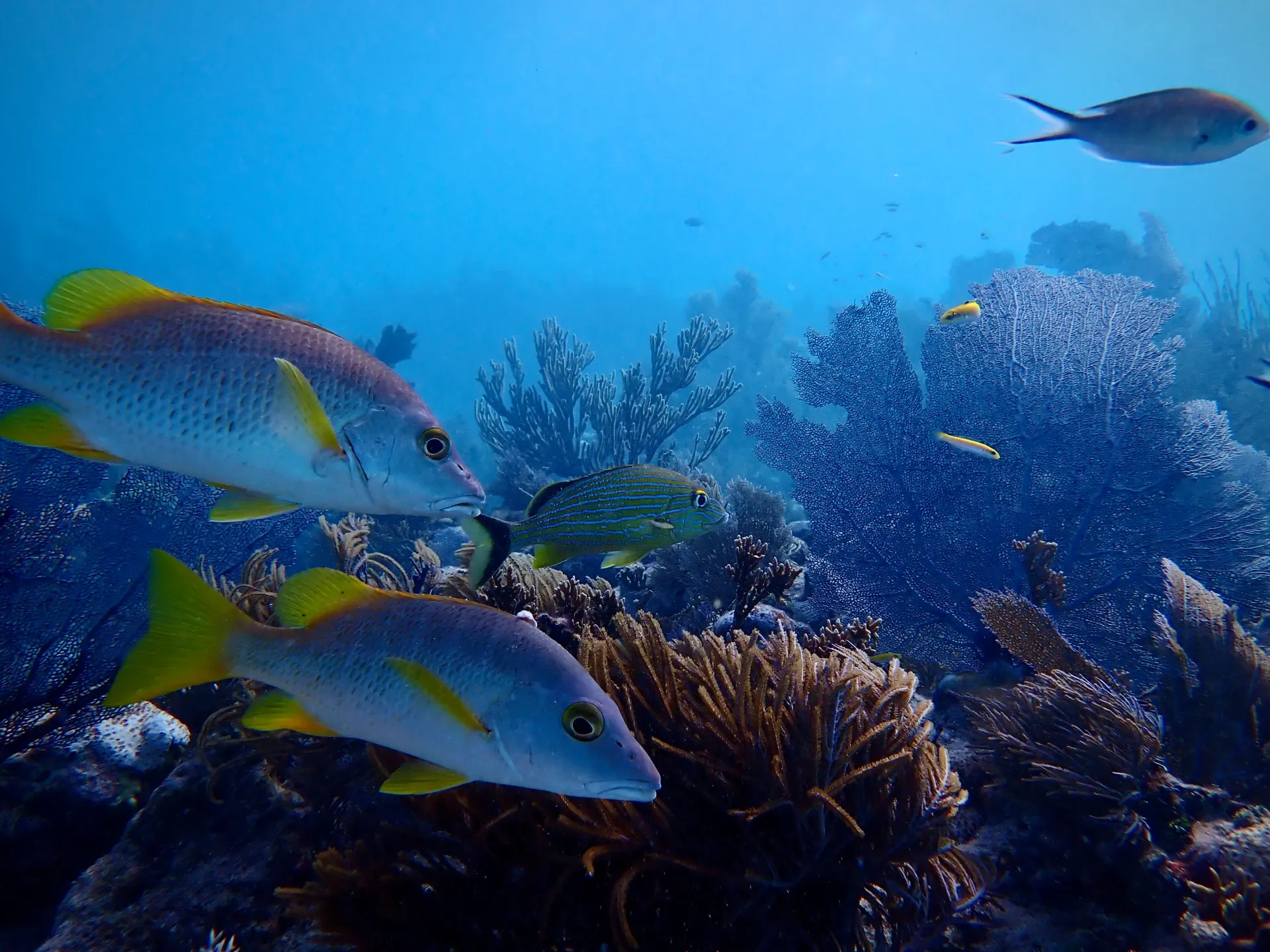 Florida Lobster Mini-Season 2026: Dates, Rules & Key Largo Diving Guide