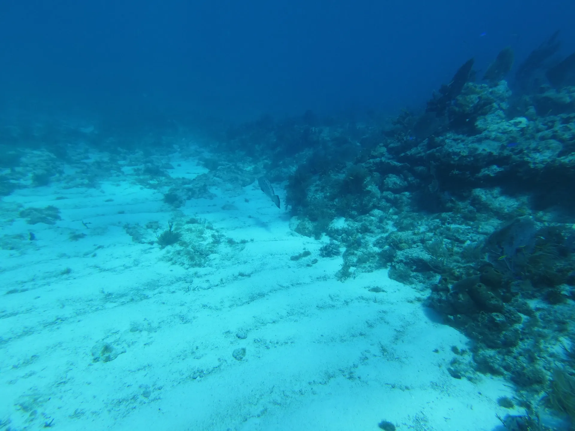Comprehensive Guide to John C Pennekamp Coral Reef State Park